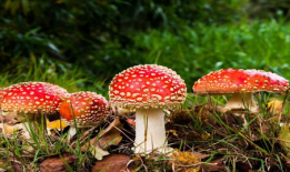 蘑菇吃瓜料爆料可信吗,可信度分析揭秘